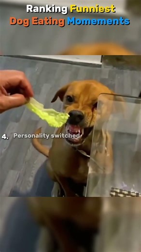 Ranking the Funniest Dog Eating Moments Ever 🤣 | Dogs Being Dogs