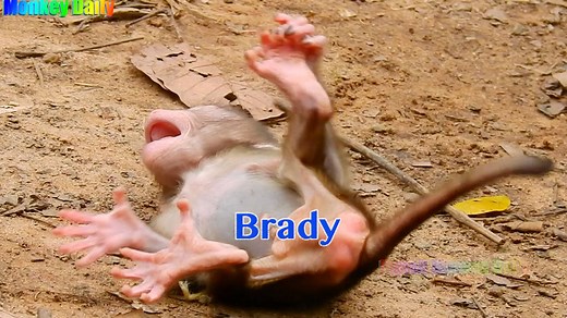 40K views · 1K reactions | Heartbreaking Video Mom Left Newborn Baby ! Super Crying Rolling Body Upside Feet To The Sky Baby | Pigtail Monkey Daily | Facebook