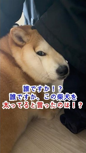 誰ですか！？誰ですか、この柴犬を太ってると言ったのは！？
