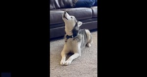 Husky declares love for owner