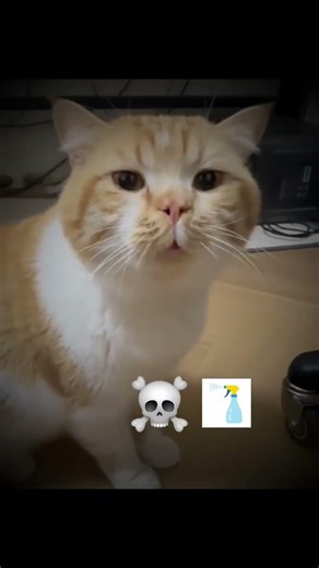 cats making strange sounds💀