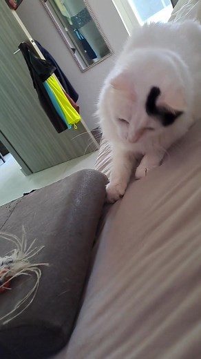 Ecco playing with one of his favorite toys, his rubber frog. | Venny and Ecco the Lucky Cats Book