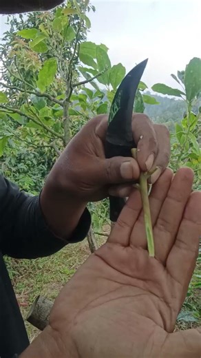 Memperbaiki kualitas pohon dengan tehnik top working #bonsai #okulasi grafting