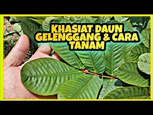 daun gelenggang | khasiat daun gelenggang | cara tanam daun gelenggang | cassia alata | senna alata