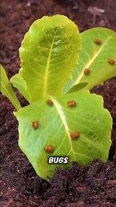 Insane Gardening Tricks That Actually Work! 🪴🔥