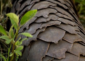 Precise Electrosurgical Blade Inspired by Pangolin Scales — Innovation — AskNature