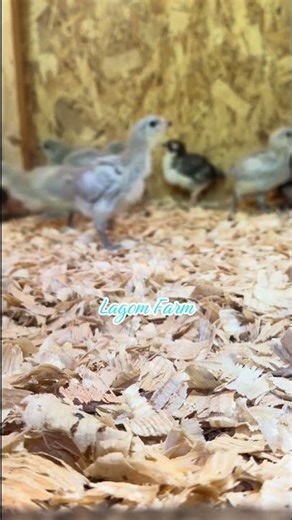 A peek inside the Large Fowl Brooder