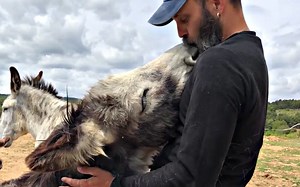 Donkey Who Spent 12 Years Being Abused Thanks His Rescuer With Endless Kisses (VIDEO)