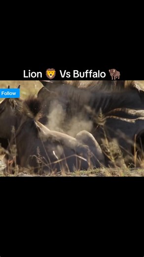 Lion 🦁 Vs Buffalo 🦬 #wildanimals #wildlife #documentary #trending #viral