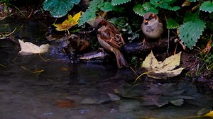 Bird, Sperling, Sparrow