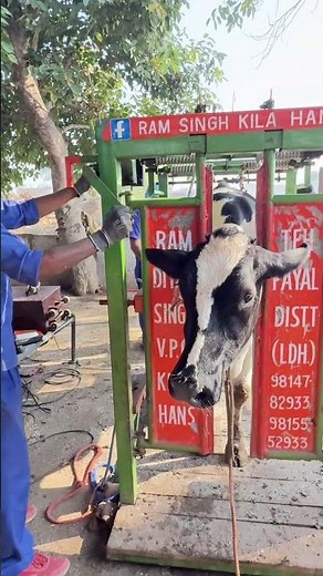 Professional Hoof Trimming at Dairy Farm | Cow Care Done Right
