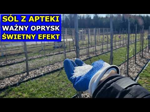 Pharmacy Salt for Fruit Trees, Vegetables, Tomatoes, and Conifers. Magnesium Sulfate Spray with E...