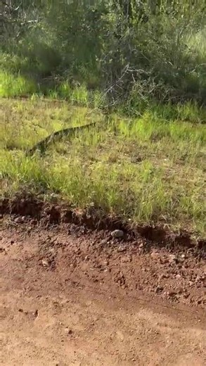 southern rock python on the move