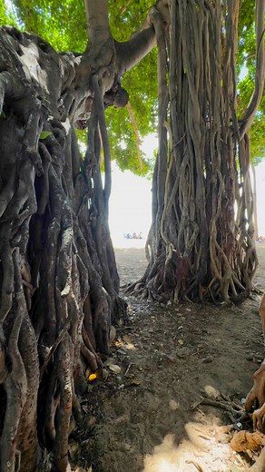 69K views · 900 reactions | Professional tree climber #TreeRunning #Movement #Training #Calisthenics #Parkour #Barefoot | Mathieu Jang | Facebook
