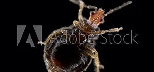 Blood-sucking bug superfamily Cimicoidea under a microscope, possibly family Cimicidae. Parasite feeds on blood of warm-blooded animals, mammals and birds. Sample found in Karelia, possibly a new spec