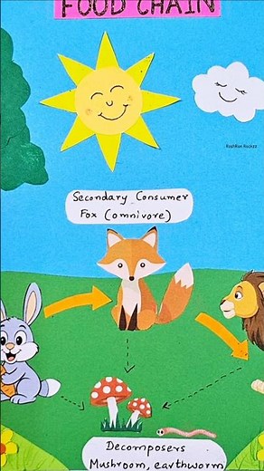 Food Chain Model | Make A Food Chain Science Project 4 Level Food Chain Example science exhibition