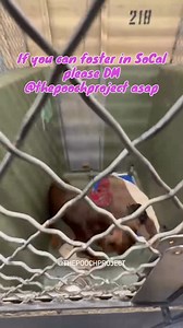 Please reach out to Pooch Project if you can help foster in California. | United Doberman Rescue and Canine Castaways of MN