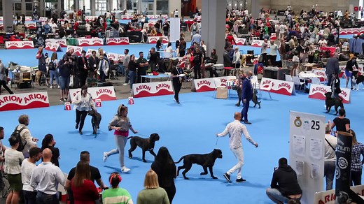 From small Dachshunds to huge Mastiffs, over 15,000 purebred dogs from dozens of countries barked and preened in Madrid as they participated in the 2022 World Dog Show | Reuters