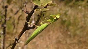 The European mantis (Mantis religiosa) This is a large insect, predator. Hunt small and large insects and even small lizards from an ambush. South of Ukraine.