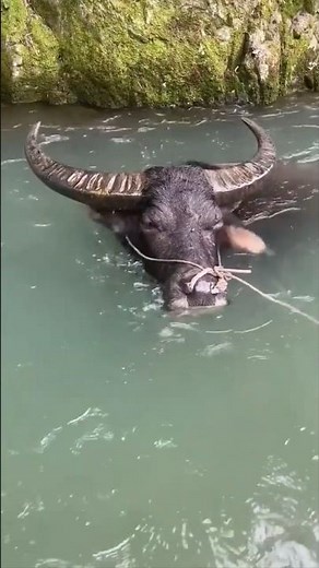 Buffaloes that dive through rivers