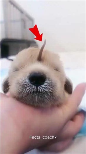 This Puppy Surprised the World ✨🐶