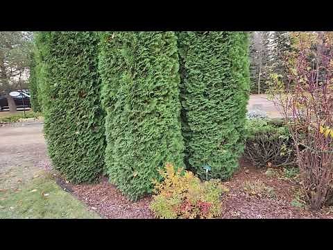 Skybound Cedar (Thuja occidentalis 'Skybound') mature Oct 24, St. Albert, AB w TreeTime.ca