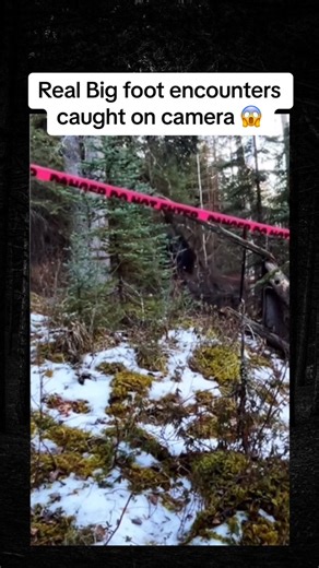 Real big foot encounters caught on camera 😱🤯! #scary #horror #mystery #scaryvideos #creepy #scarytiktoks #hauntedtiktok #usa # | Yowie