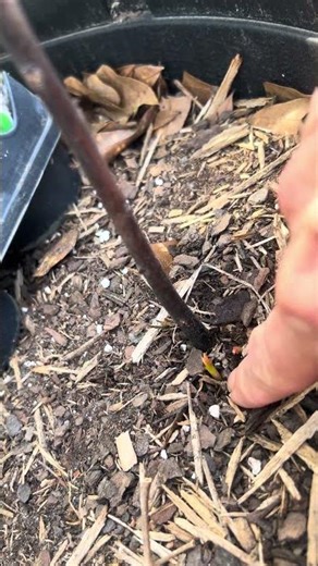 Avocado Tree Survives Frosty Cold Winter #offgrid #gardening #tree #fruittrees #fruit #soil #seeds