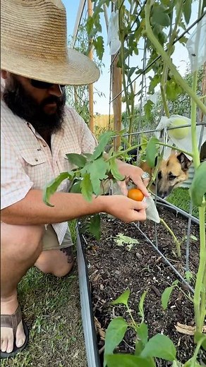 How I Protect My Tomatoes from Birds!