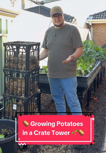 Growing Potatoes in a Milk Crate Tower for Small Spaces