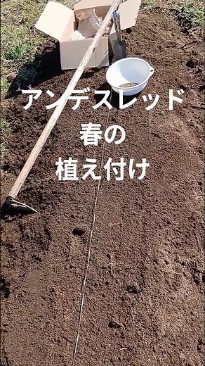 連作障害出るかもしれません⁈この場所しかなかったので植えました！家庭菜園