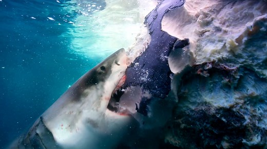 《 鲸 落 全 貌 》一鲸落 万物生，它以沉没之姿，唤醒海洋沉睡的生机