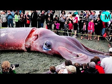 THE 10 LARGEST ANIMALS IN THE WORLD Pt1