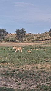 3.1M views · 10K reactions | mommy & cub strolling Sound on!  Where do you think comes the sound from?  Follow me Sightings by Phil for daily wildlife clips.  #lionsofafrica #lioncub #cuteanimals #babyanimals #wildlifeplanet #africanwildlife | Sightings by Phil | Facebook
