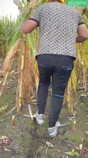 One Cut vs One Sweep 🌽⚙️