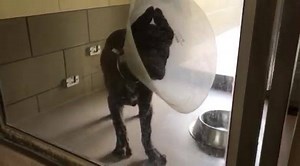 NO LONGER LISTED Status: YELLOW -Injury to the 3rd digit of the left front paw, nice puppy, also sick, now has nasal discharge. ANGELO #A1508095- 35lbs those ears! Just a puppy! 🥰 I am a male, brown and white Pit Bull Terrier. The shelter staff think I am about 15 weeks old. I have been at the shelter since Mar 16, 2019. My stray holding period ended on 03/29/2019 and I am now available for adoption. https://petharbor.com/pet.asp?uaid=RVSD4.A1508095 Shelter address: 6851 Van Buren Boulevard Riv