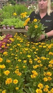 96K views · 10K reactions | Plant of the day.. Today it’s the lovely Coreopsis, a perennial that is great to flower and is only €4.95 Enjoy and see ya soon in Milands, Mountbellew, Co Galway. | Milands Garden Centre, Florist & Capolatte Cafe | Facebook