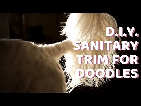Doodle Sanitary Trim With Clippers ~ DIY Grooming for Goldendoodles, Labradoodles, & Aussiedoodles..