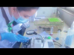 正在用老鼠约束器（Mouse/Rat Restraint）给实验老鼠尾静脉采血/给药/短时间检查