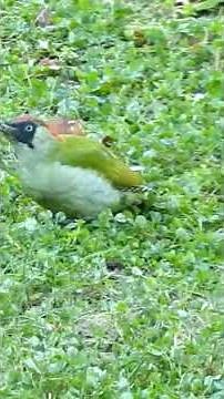 Picchio verde è qui giocoso e accattivante. #shortvideo #nature #picchio.