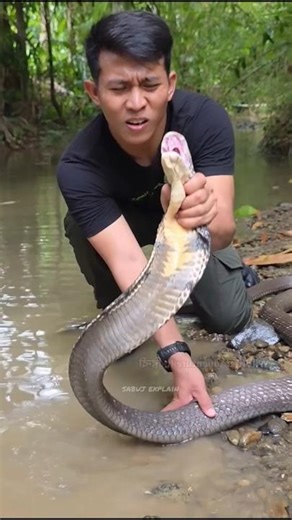 Techniques for catching a king cobra 😱🐍