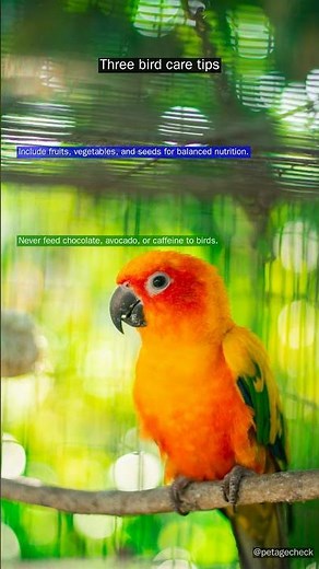 Life-Saving bird Care Tips You Must Know!