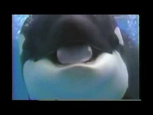 Sea World's Baby Shamu Celebration