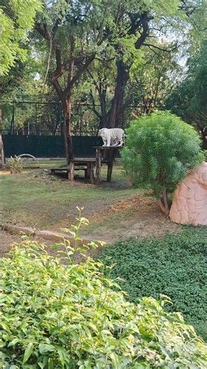 White Tiger's Majestic Walk 😍 #Shorts#WhiteTiger #Tiger #Zoo #Wildlife #Animals #BigCats #Nature