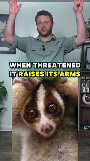 1K views · 17 reactions | It looks adorable… but it’s the only venomous primate on Earth. It’s the only one out of 500 primate species that evolved venom — a literal plushie. https://youtu.be/_0FjCvzfQb0?si=WWRJ78kOZad1wqsk #animals #slowloris #weirdanimals #nature #animalshorts | Force of Nature Podcast | Facebook
