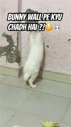 Why Your Bunny is Standing Up | Rabbit Behavior Explained