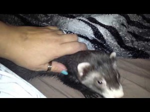 Ferret crying for love