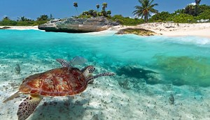 10 of the Biggest Turtles in the World - All Turtles