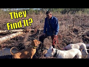 MUST SEE!! Incredible Deer Dog Tracking with Dogo Argentino | Florida Deer Hunting
