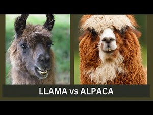 LLAMA vs ALPACA | What's the difference ? | English VOCABULARY